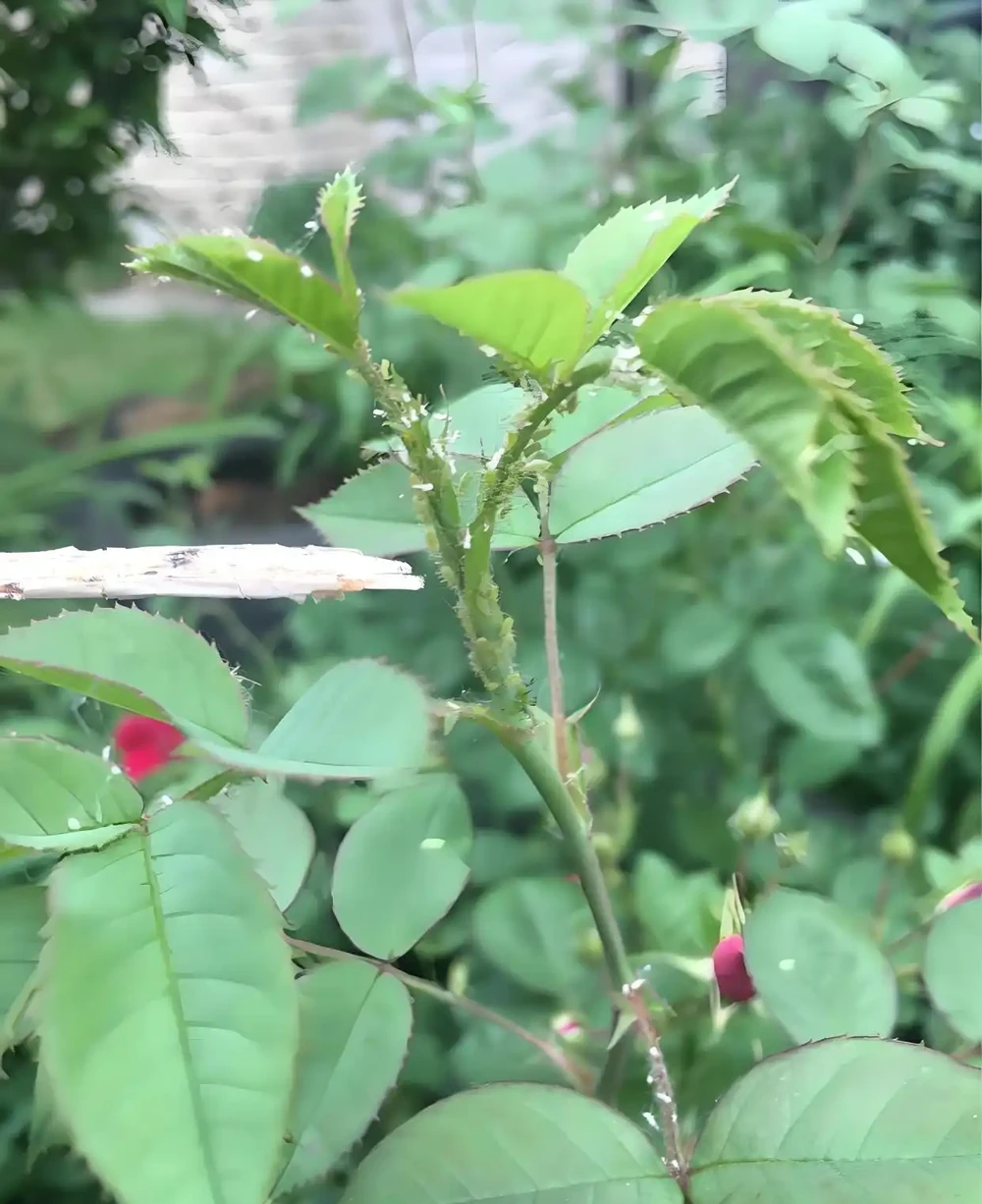 玫瑰花長滿密密麻麻的小蟲子怎麼辦