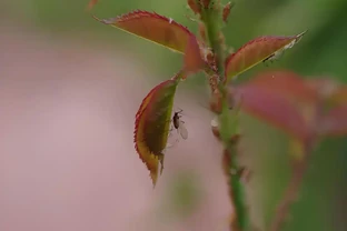 玫瑰花長滿密密麻麻的小蟲子怎麼辦