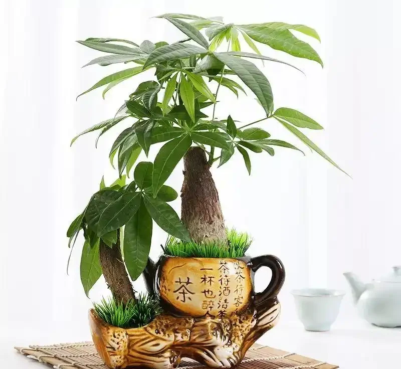 12款超好養的桌面綠植!打工人、學生黨閉眼入,養死算我輸!
