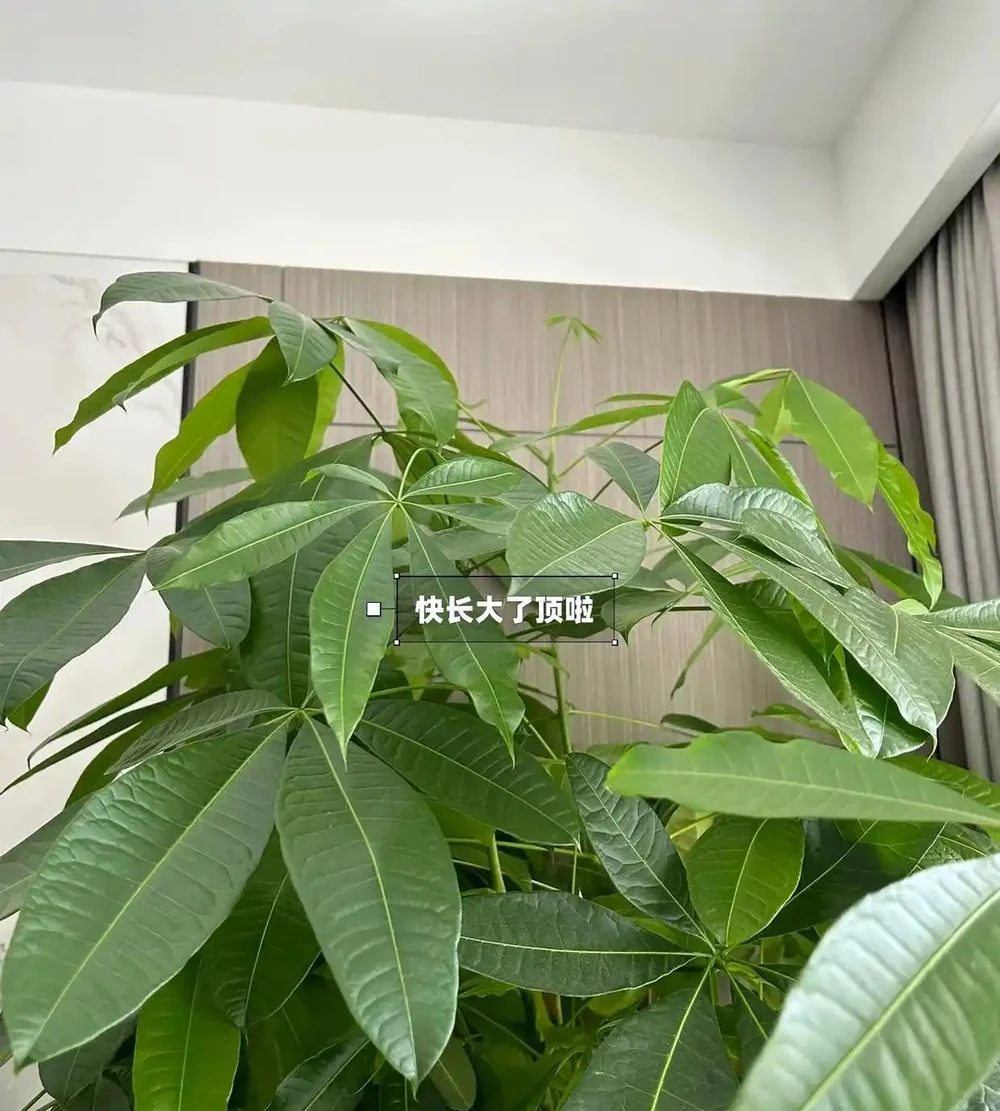 浙江一太太,因「發財樹太旺」走紅,鬱郁蔥蔥的,網友:指定發財