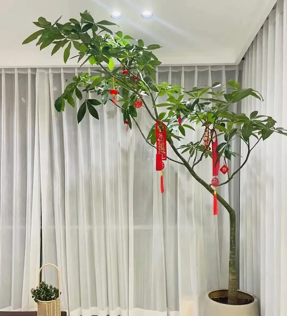 浙江一太太,因「發財樹太旺」走紅,鬱郁蔥蔥的,網友:指定發財