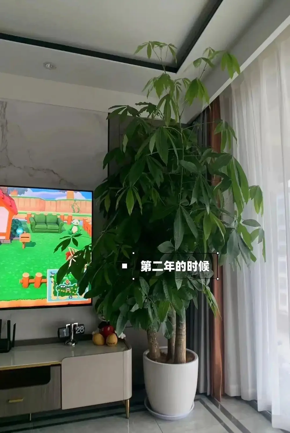 浙江一太太,因「發財樹太旺」走紅,鬱郁蔥蔥的,網友:指定發財