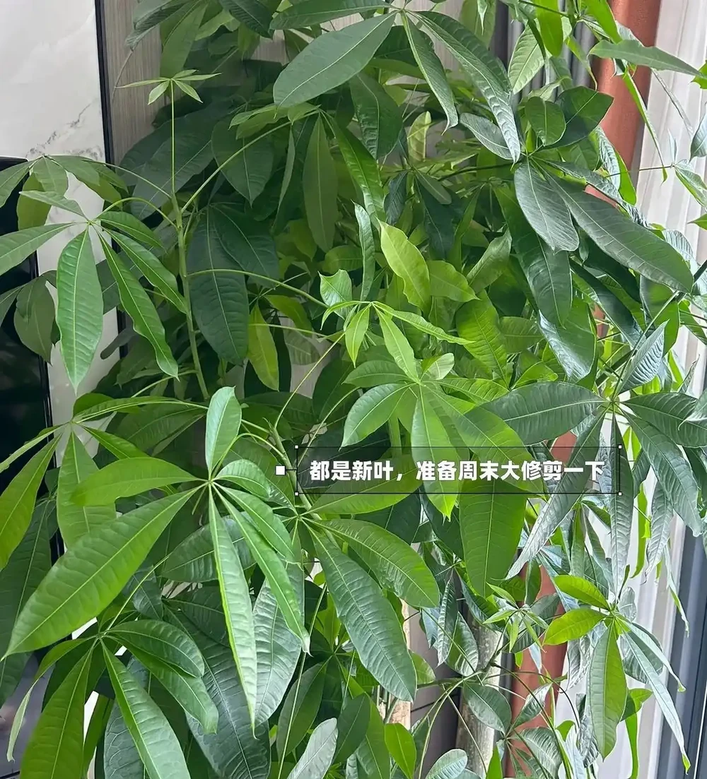 浙江一太太,因「發財樹太旺」走紅,鬱郁蔥蔥的,網友:指定發財