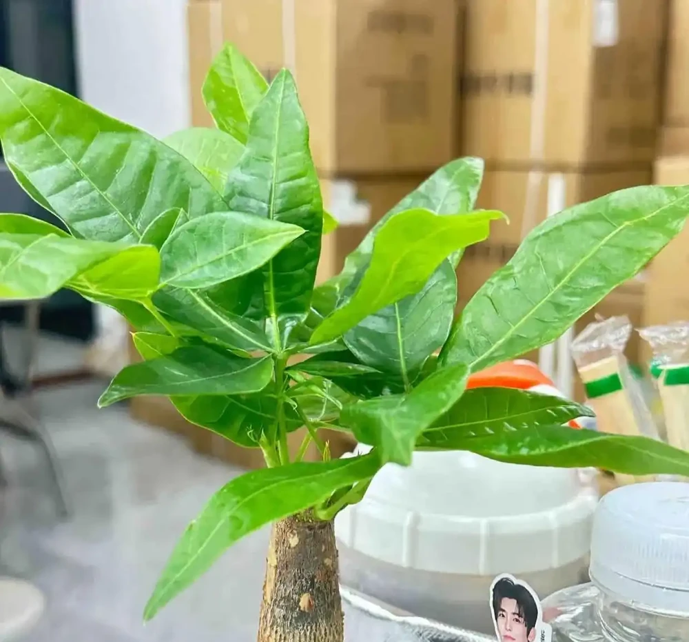 浙江一太太,因「發財樹太旺」走紅,鬱郁蔥蔥的,網友:指定發財