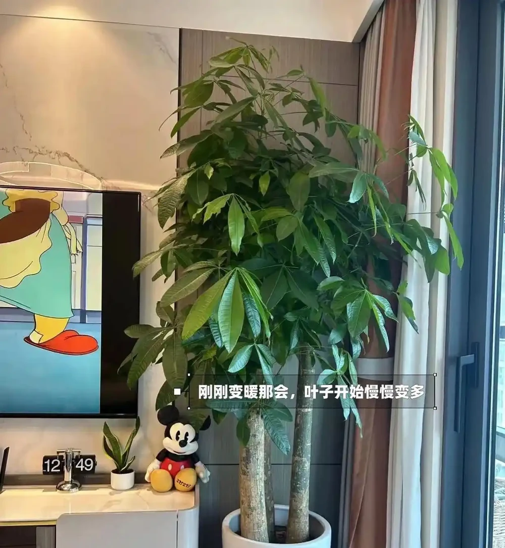 浙江一太太,因「發財樹太旺」走紅,鬱郁蔥蔥的,網友:指定發財