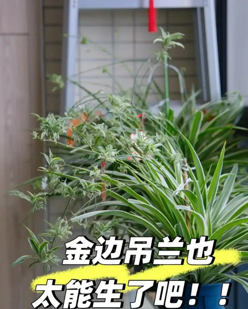 能吸收「甲醛」的8種花，種一棵在家裡，空氣都變得好清新