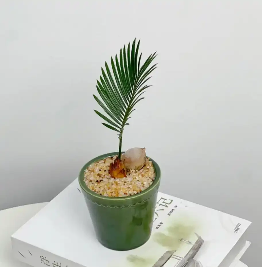 能吸收「甲醛」的8種花，種一棵在家裡，空氣都變得好清新