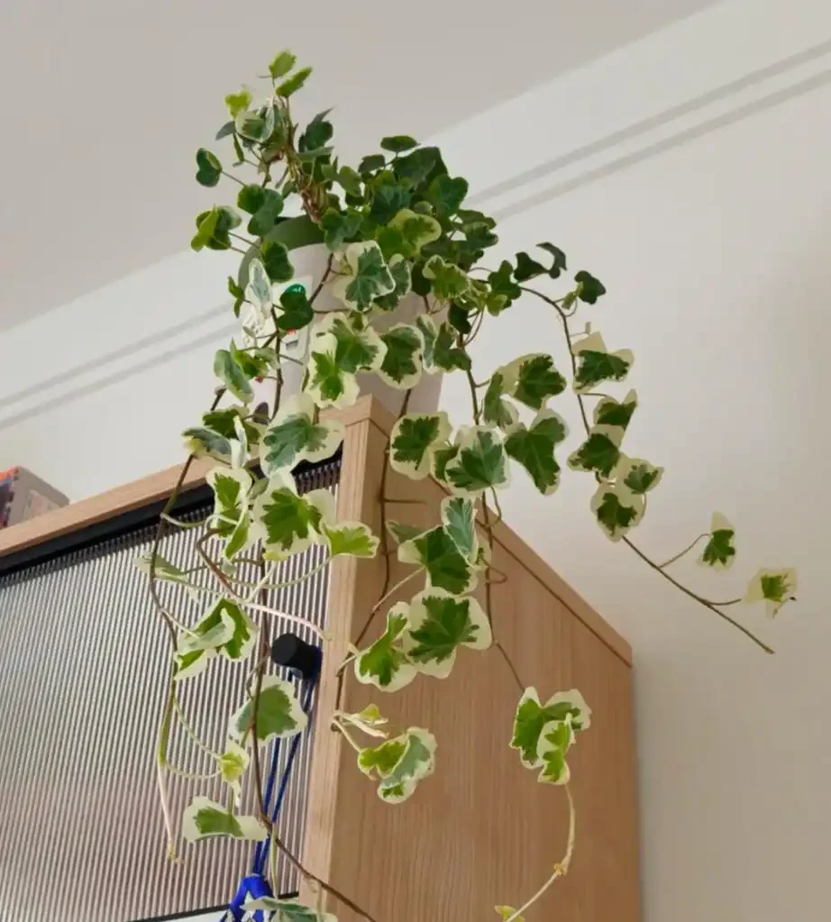 能吸收「甲醛」的8種花，種一棵在家裡，空氣都變得好清新