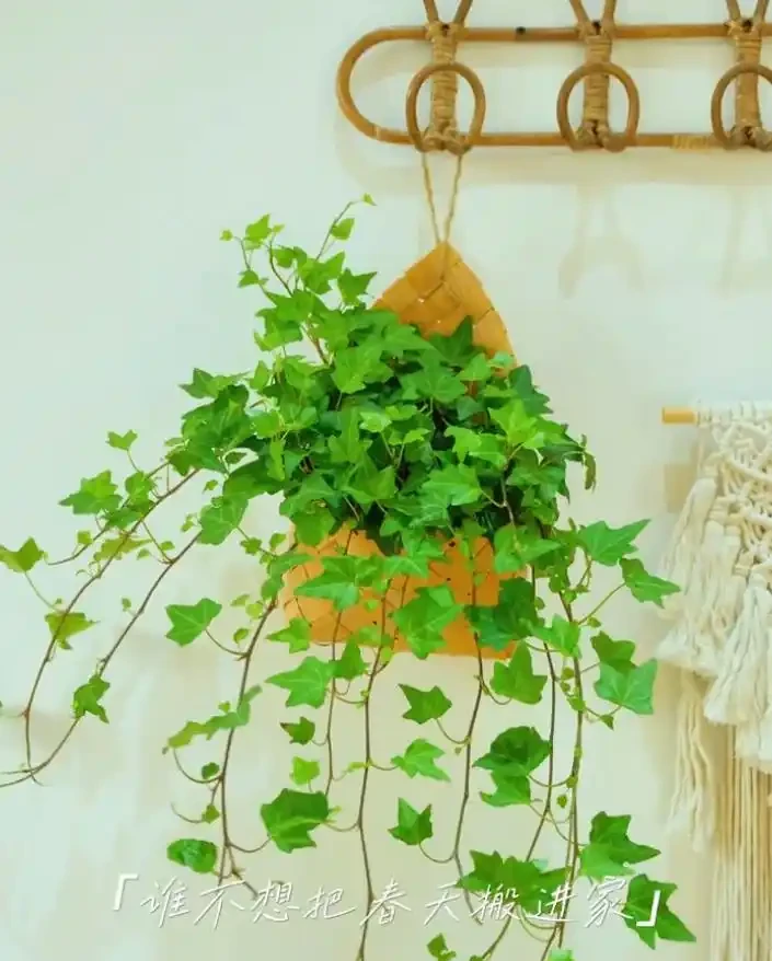 能吸收「甲醛」的8種花，種一棵在家裡，空氣都變得好清新