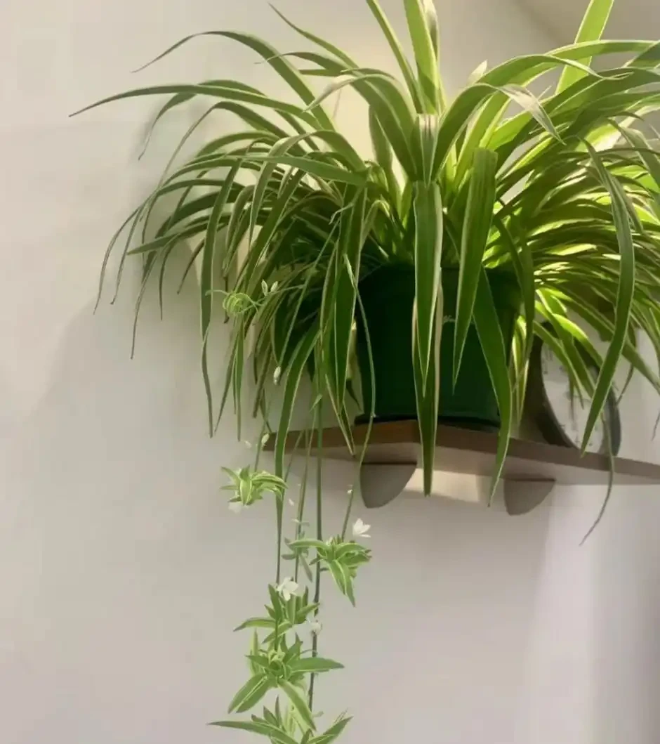 能吸收「甲醛」的8種花，種一棵在家裡，空氣都變得好清新