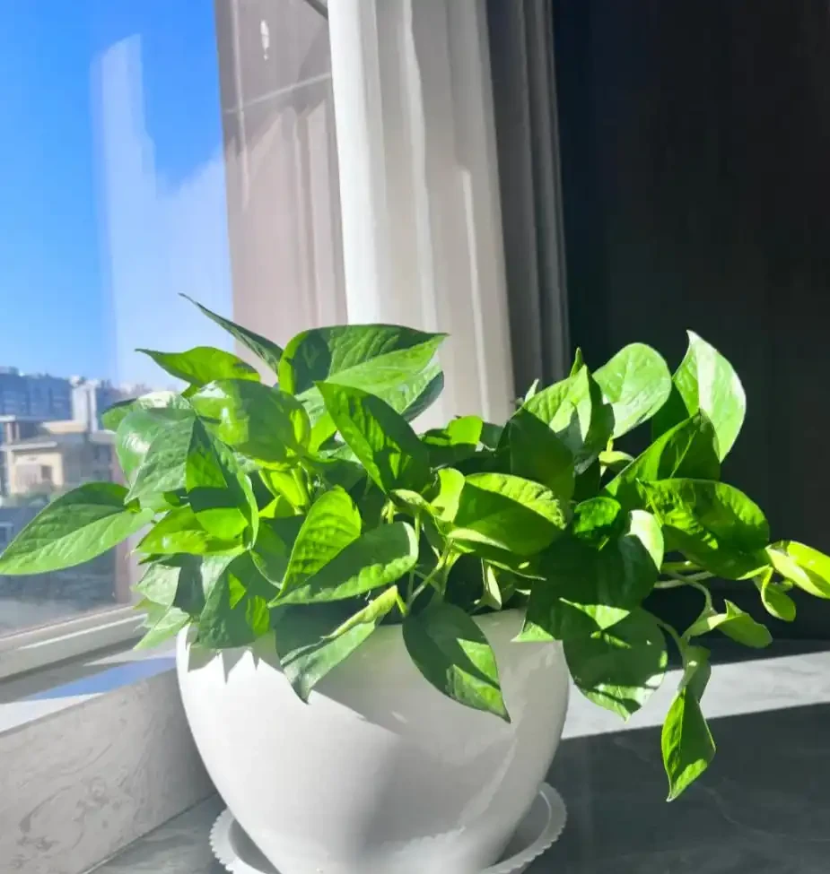 能吸收「甲醛」的8種花，種一棵在家裡，空氣都變得好清新