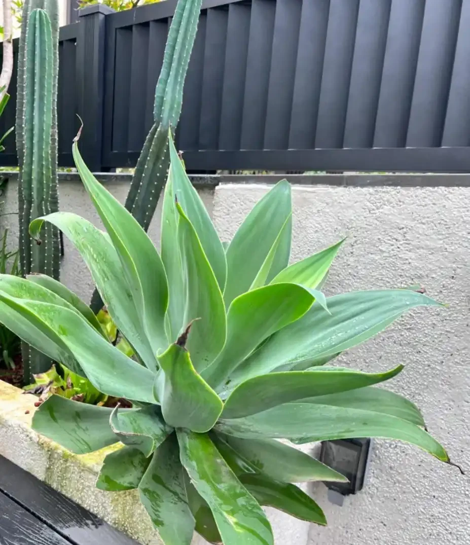 能吸收「甲醛」的8種花，種一棵在家裡，空氣都變得好清新