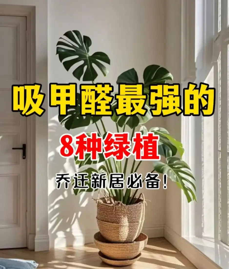 能吸收「甲醛」的8種花，種一棵在家裡，空氣都變得好清新