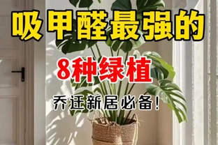 能吸收「甲醛」的8種花，種一棵在家裡，空氣都變得好清新