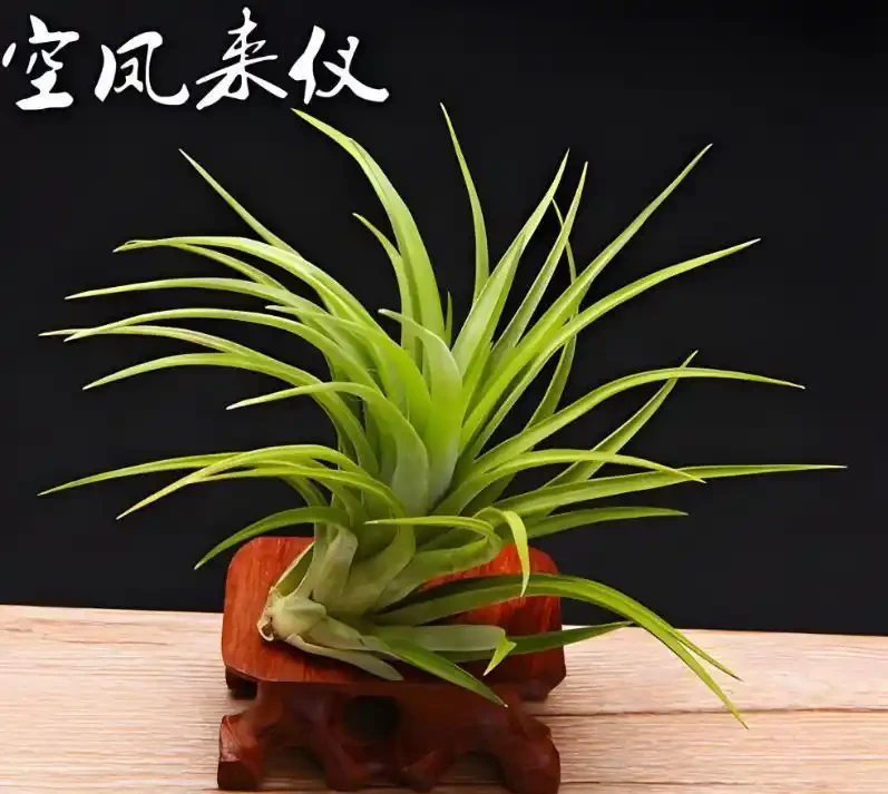 衛生間異味救贖者!7種天然「除臭花」尤其第3種讓暗衛秒變氧吧!