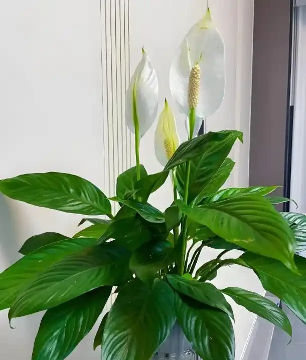 衛生間異味救贖者!7種天然「除臭花」尤其第3種讓暗衛秒變氧吧!