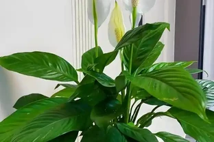 衛生間異味救贖者！7種天然「除臭花」尤其第3種讓暗衛秒變氧吧！