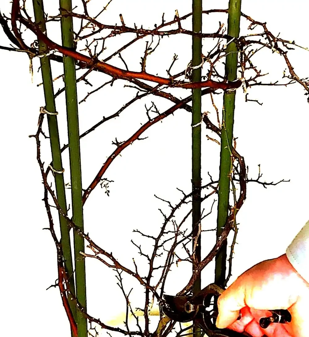 秋冬季節如何養護成株藤本玫瑰:修剪與牽引技巧指南