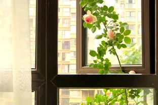 秋冬季節如何養護成株藤本玫瑰：修剪與牽引技巧指南