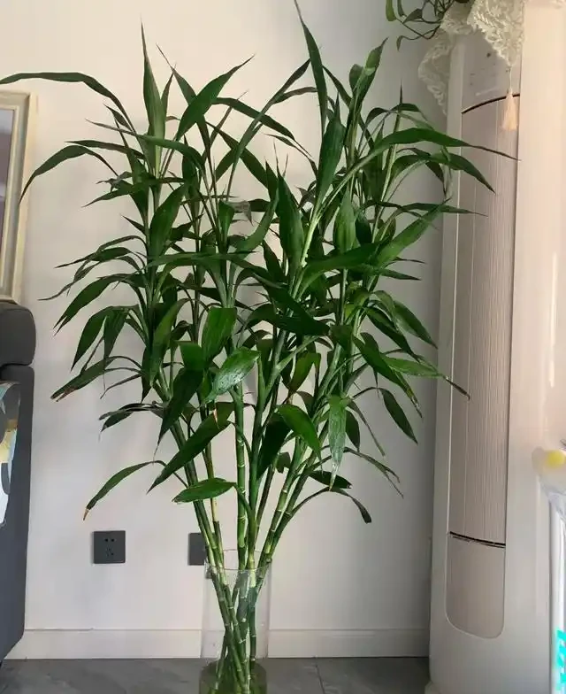 陽臺種這8種風水植物，家運亨通福氣滿門