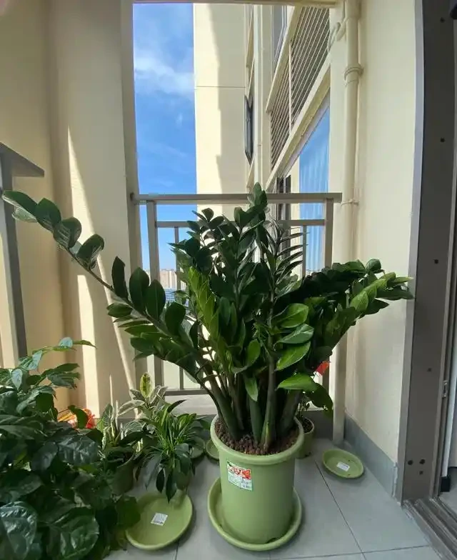 陽臺種這8種風水植物，家運亨通福氣滿門