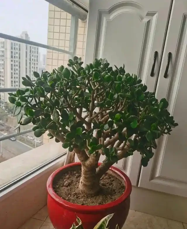 陽臺種這8種風水植物，家運亨通福氣滿門
