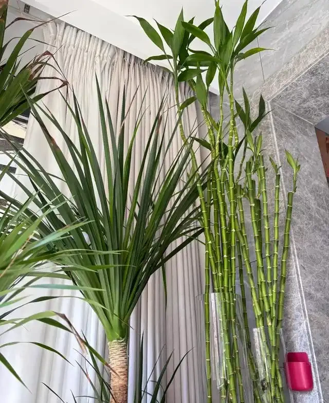 陽臺種這8種風水植物，家運亨通福氣滿門