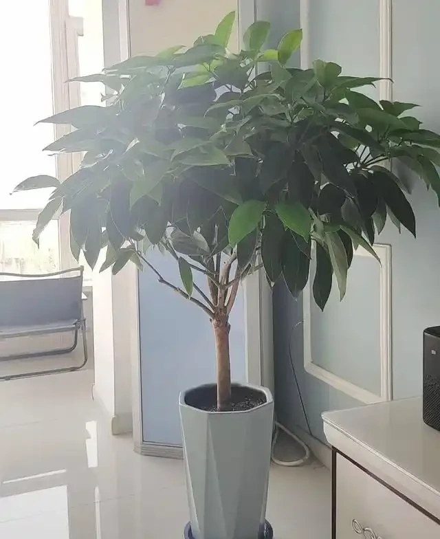 陽臺種這8種風水植物，家運亨通福氣滿門