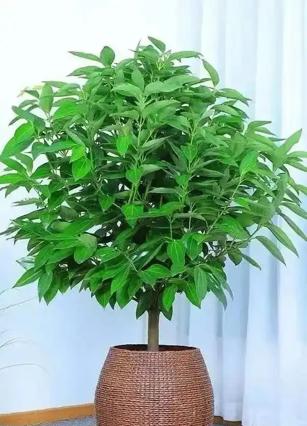 陽臺種這8種風水植物，家運亨通福氣滿門