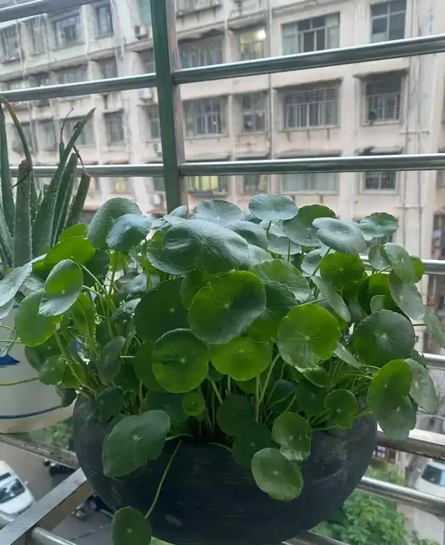 陽臺種這8種風水植物，家運亨通福氣滿門