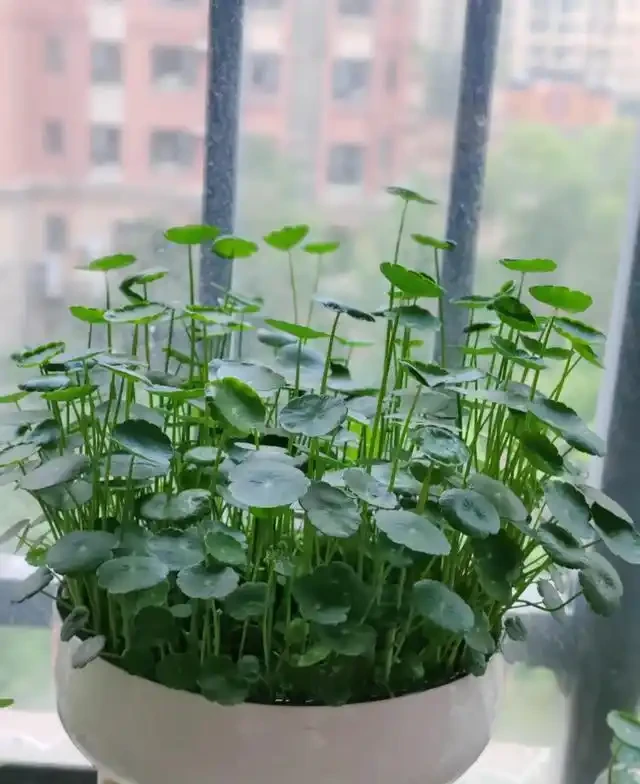 陽臺種這8種風水植物，家運亨通福氣滿門