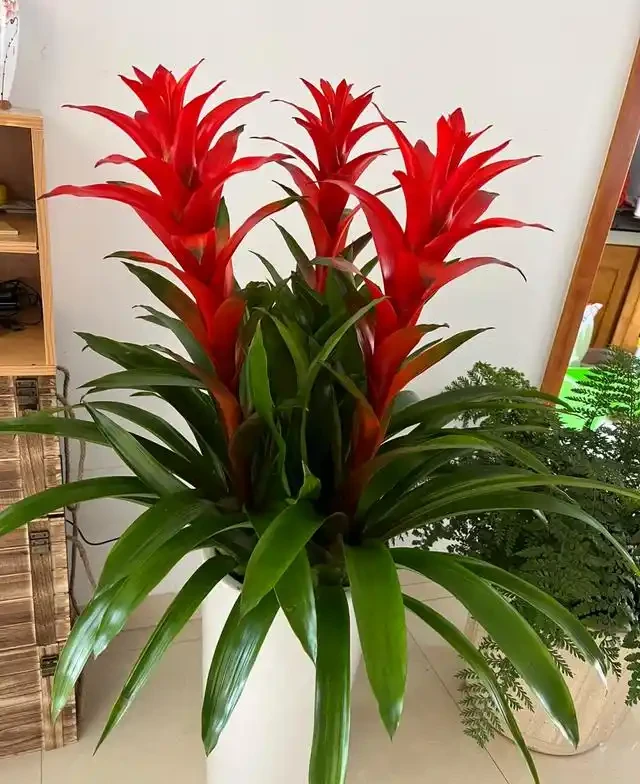 陽臺種這8種風水植物，家運亨通福氣滿門