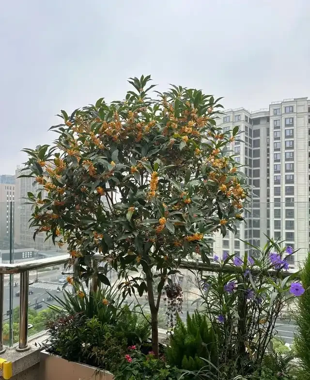 陽臺種這8種風水植物，家運亨通福氣滿門
