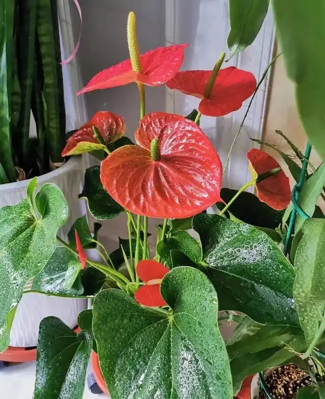 陽臺種這8種風水植物，家運亨通福氣滿門