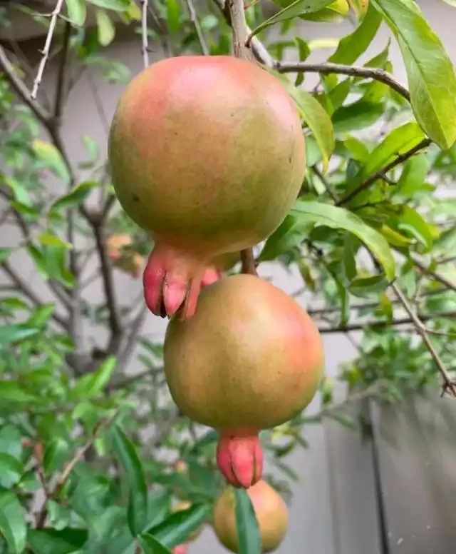 陽臺種這8種風水植物，家運亨通福氣滿門