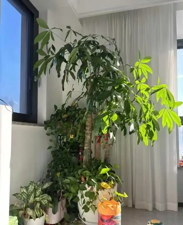 陽臺種這8種風水植物，家運亨通福氣滿門