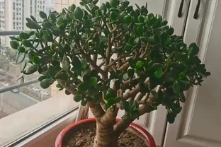 陽臺種這8種風水植物，家運亨通福氣滿門