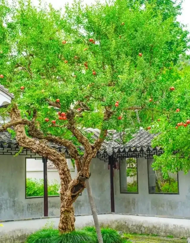 「院中有三樹，兒孫一直富」，適合院子栽種的3種樹，你家有嗎？