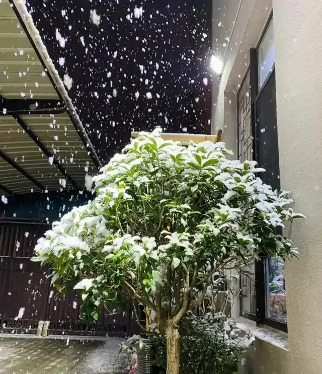 「院中有三樹，兒孫一直富」，適合院子栽種的3種樹，你家有嗎？