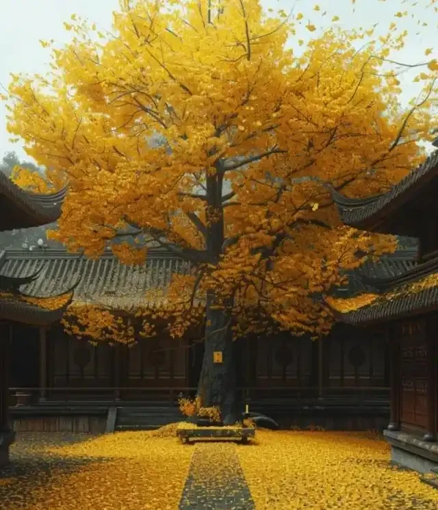 「院中有三樹，兒孫一直富」，適合院子栽種的3種樹，你家有嗎？