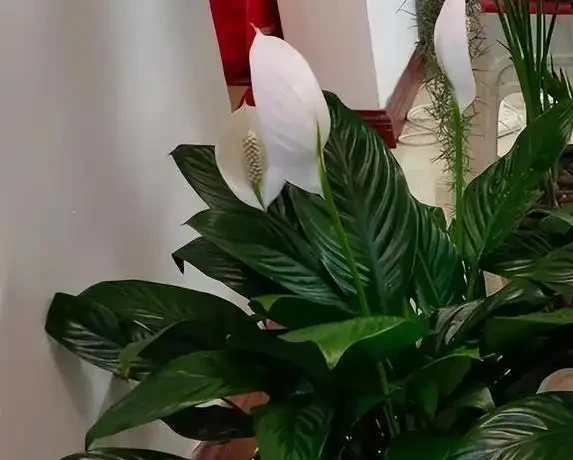白鶴芋葉子蔫了咋救？3個原因揭秘，澆水不當最致命