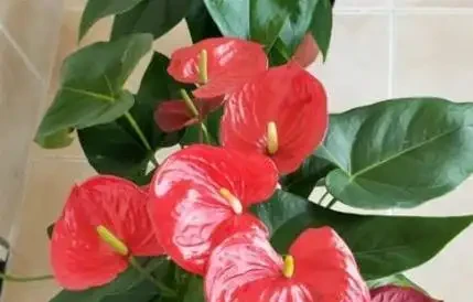 火鶴花葉子發黃咋辦?3個小妙招,7天變綠花更紅