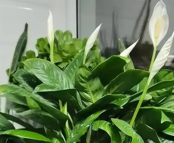 白鶴芋葉子蔫了咋救？3個原因揭秘，澆水不當最致命