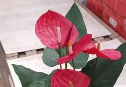 火鶴花葉子發黃咋辦?3個小妙招,7天變綠花更紅