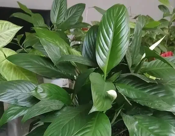 白鶴芋葉子蔫了咋救？3個原因揭秘，澆水不當最致命