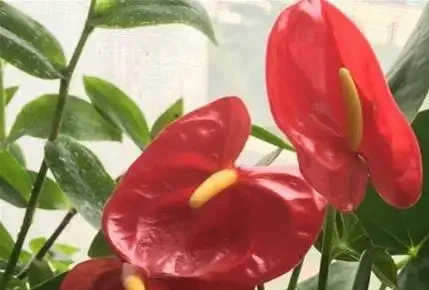 火鶴花葉子發黃咋辦?3個小妙招,7天變綠花更紅