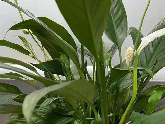 白鶴芋葉子蔫了咋救？3個原因揭秘，澆水不當最致命