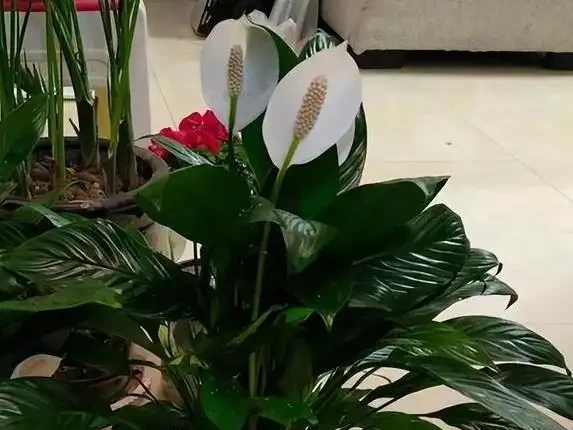 白鶴芋葉子蔫了咋救？3個原因揭秘，澆水不當最致命