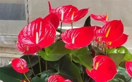 火鶴花葉子發黃咋辦?3個小妙招,7天變綠花更紅