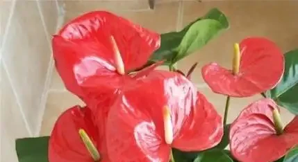 火鶴花葉子發黃咋辦?3個小妙招,7天變綠花更紅
